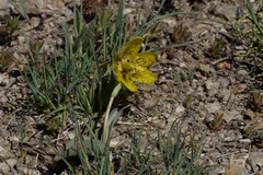 Fritillaria glauca
