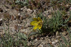 Fritillaria glauca