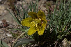 Fritillaria glauca