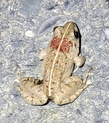Fejervarya multistriata