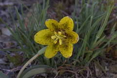 Fritillaria glauca
