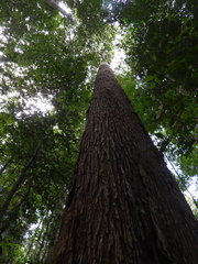 Cedrelinga cateniformis