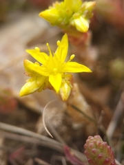 Sedum acre