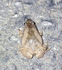 Microhyla fissipes