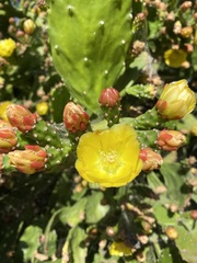 Opuntia monacantha