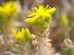Sedum acre