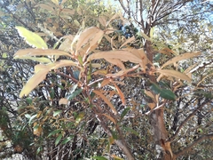 Quercus hypoleucoides