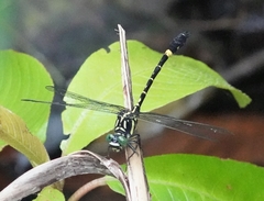 Megalogomphus sommeri