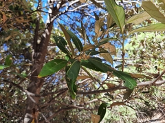 Quercus hypoleucoides
