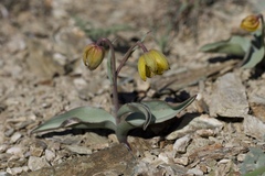Fritillaria glauca