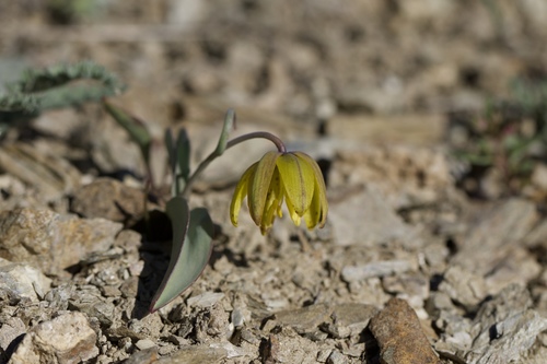 Image of Fritillaria glauca by (c) Arvel Hernandez, some rights reserved (CC BY)