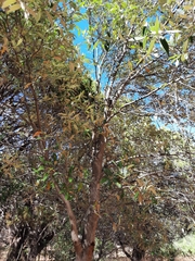 Quercus hypoleucoides