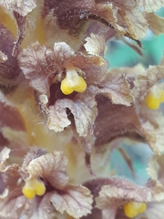 Orobanche elatior
