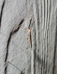 Brachypremna dispellens