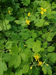 Chelidonium majus