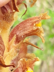 Orobanche elatior