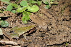 Physalaemus cuvieri