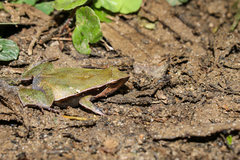 Physalaemus cuvieri