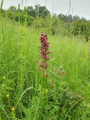 Anacamptis coriophora