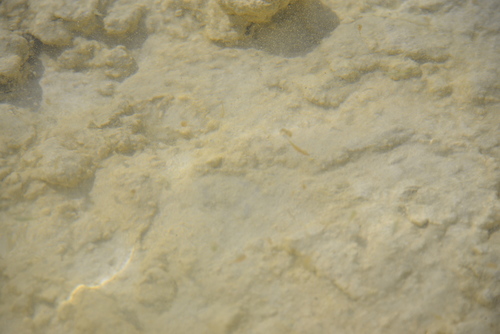 Artemia monica