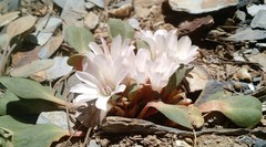 Lewisia kelloggii