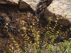 Crassula subaphylla subaphylla