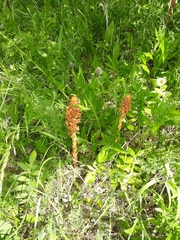 Orobanche elatior