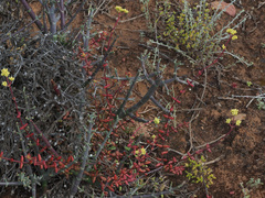 Crassula subaphylla subaphylla