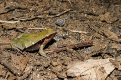 Physalaemus cuvieri