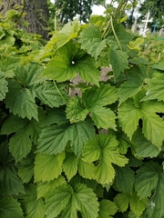 Humulus lupulus
