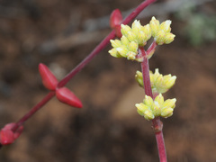 Crassula subaphylla subaphylla