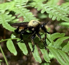 Laphria virginica