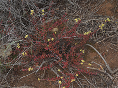 Crassula subaphylla subaphylla