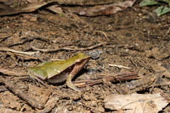 Physalaemus cuvieri