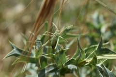 Acrometopa italica