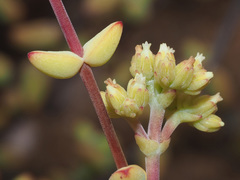 Crassula subaphylla subaphylla