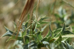 Acrometopa italica