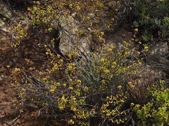 Crassula subaphylla subaphylla