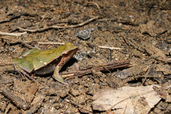 Physalaemus cuvieri