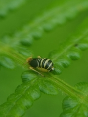 Ditropis pteridis