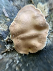 Trichoderma peltatum