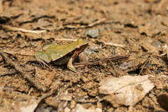 Physalaemus cuvieri