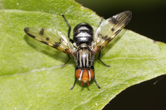 Otites ornata
