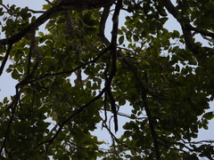 Cedrelinga cateniformis