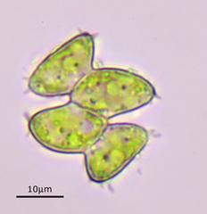 Desmodesmus denticulatus