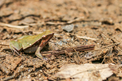 Physalaemus cuvieri