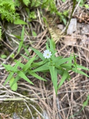 Pseudostellaria