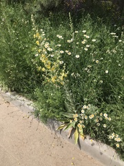 Verbascum songaricum