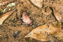 Physalaemus cuvieri