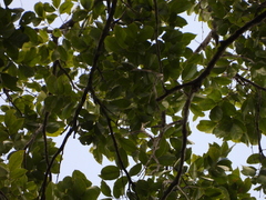 Cedrelinga cateniformis